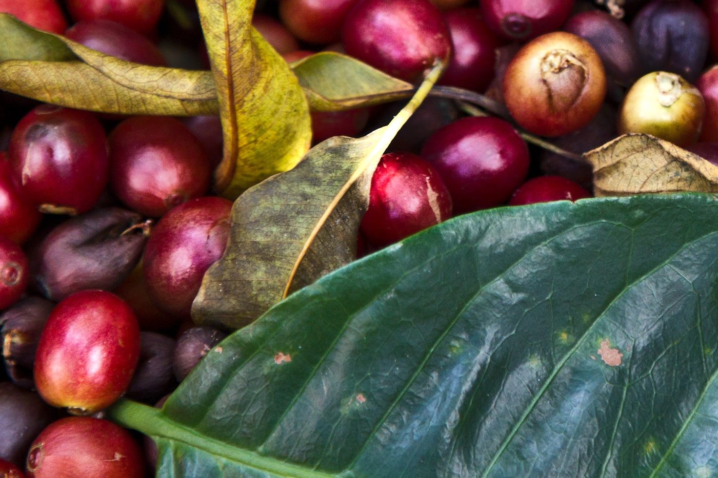Mount Gaoligong 72h Anaerobic Natural Micro-Lot Coffee Beans