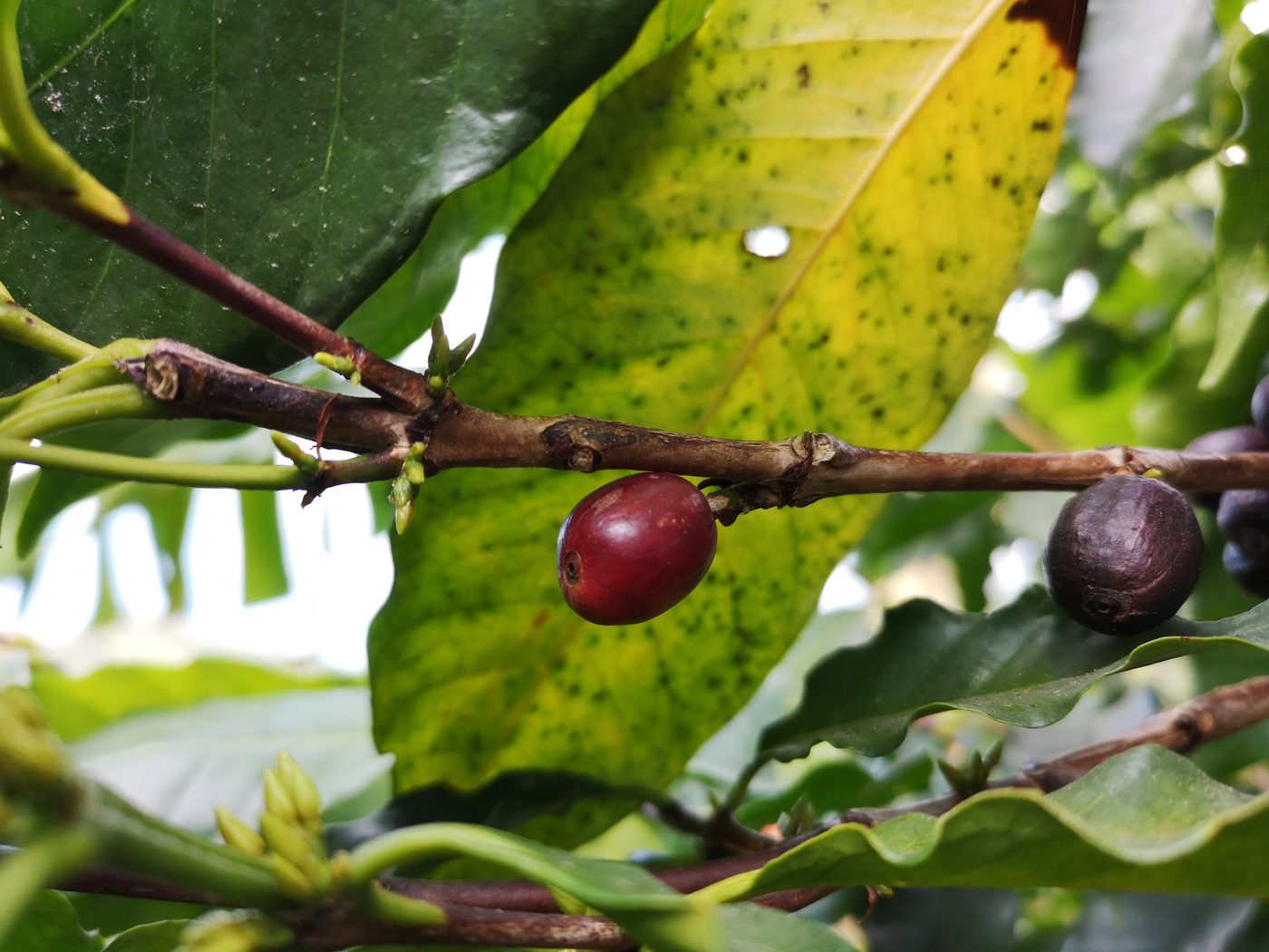 Mount Gaoligong Alpine Washed Typica Single Origin Beans